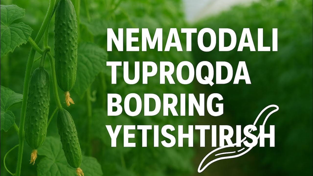 Nematodali tuproqda yerni qanday tayyorlash
