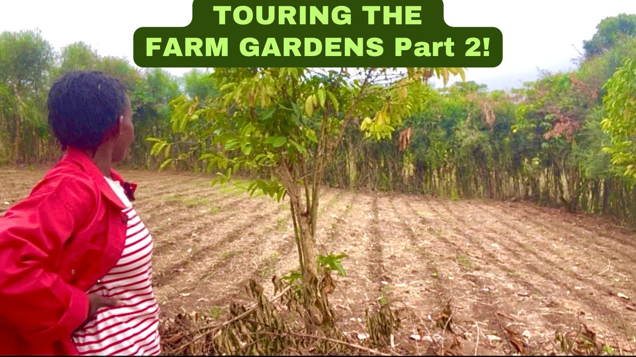FOOD CROP 🌾 GARDEN, New Birds 🦆on the Farm