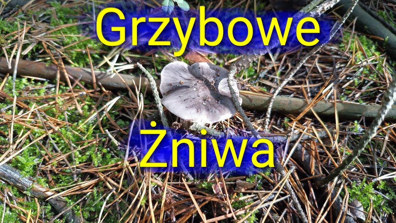 Późnojesienny wysyp grzybów, czyli gąska niekształtna w natarciu