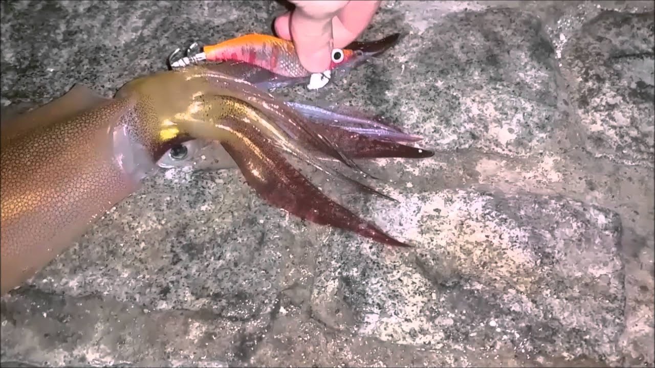 Pescando calamares y sepias con nuestra técnica