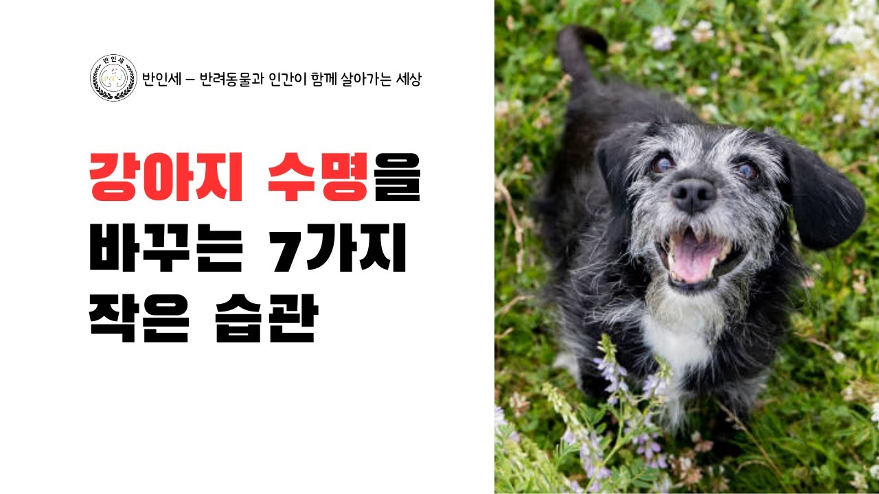 강아지 수명을 바꾸는 7가지 작은 습관 - 롱폼