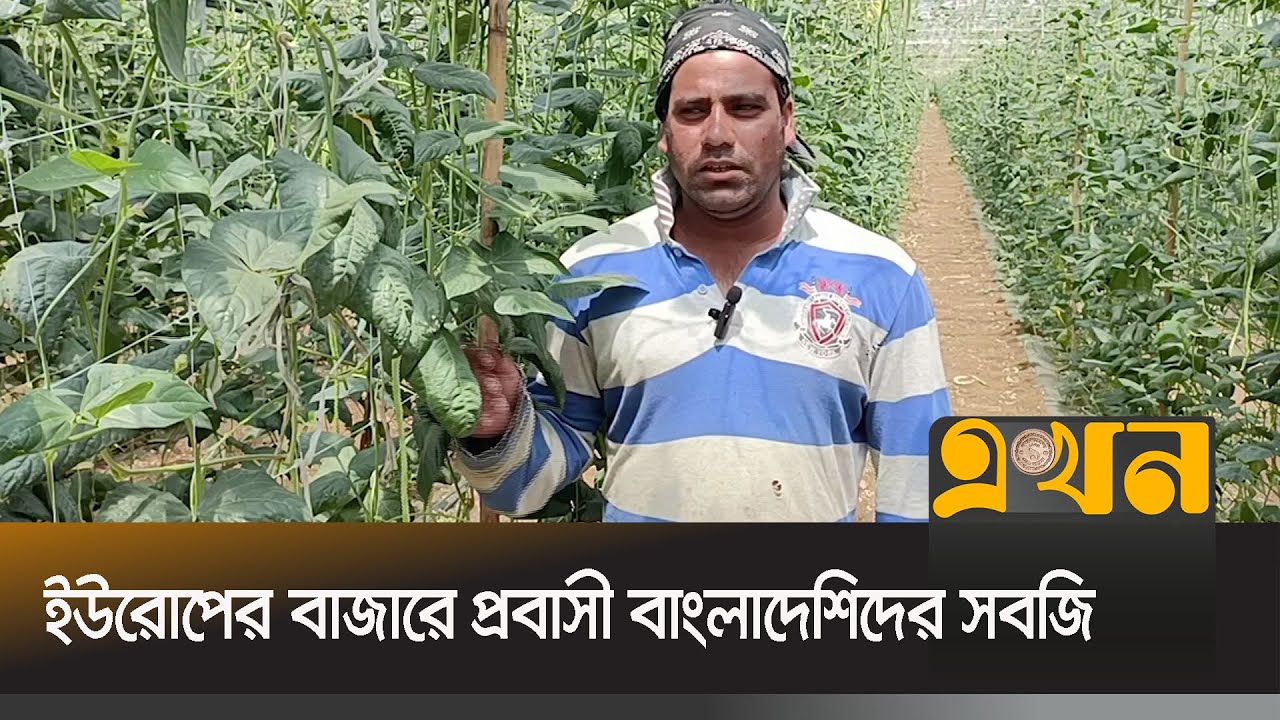ইতালিতে সবজি চাষে বাংলাদেশিদের ব্যাপক সাফল্য |  Italy immigrant Bangladeshi | Ekhon TV