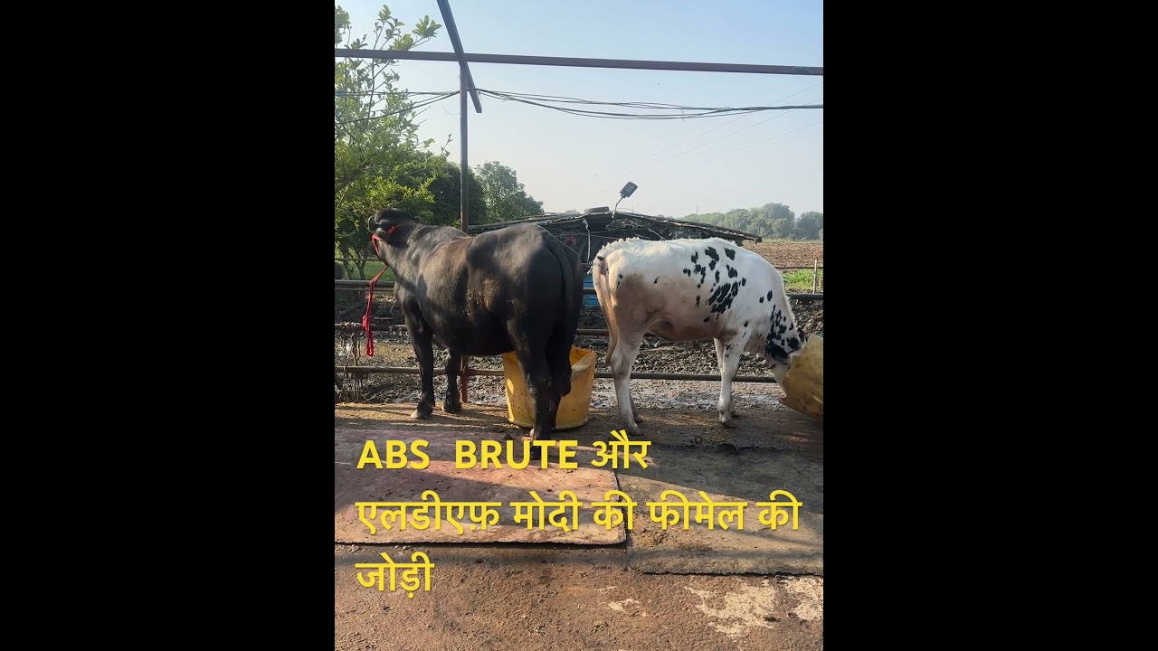 ABS BRUTE AND LDF MODI FEMALE CALF #absheifer #animaldairyfarm #calfrearing #replacementheifers