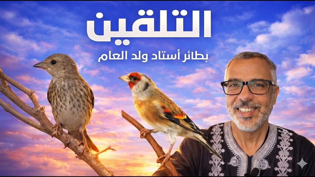تلقين صغار الحسون البرية بطائر أستاد ولد العام