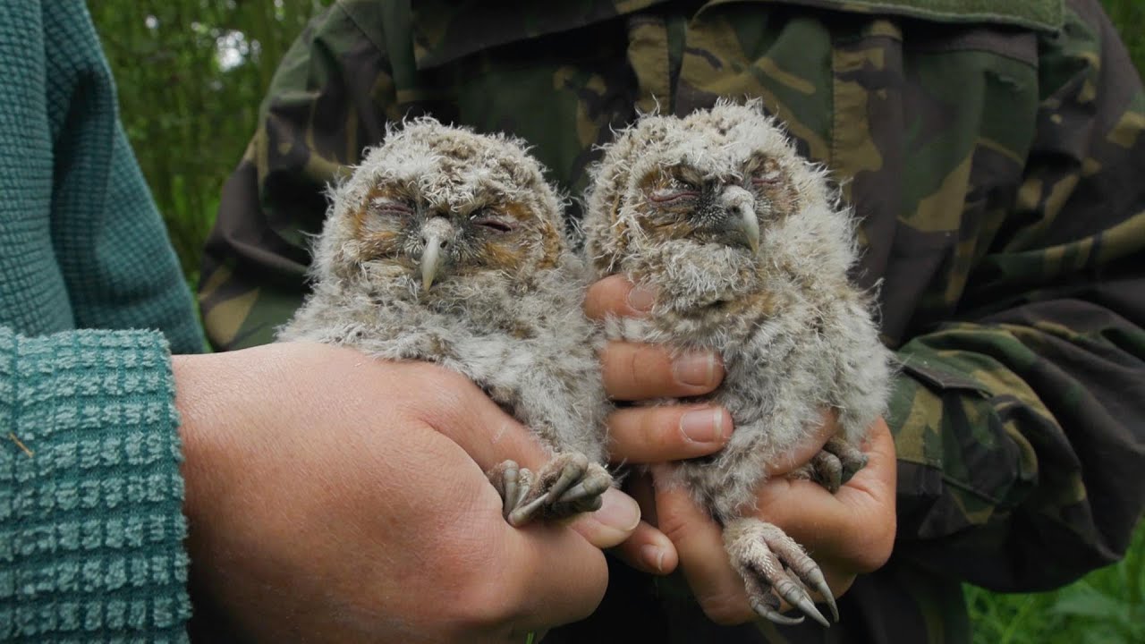 Hoping For Tawny Owl Chicks: 13/5/2023
