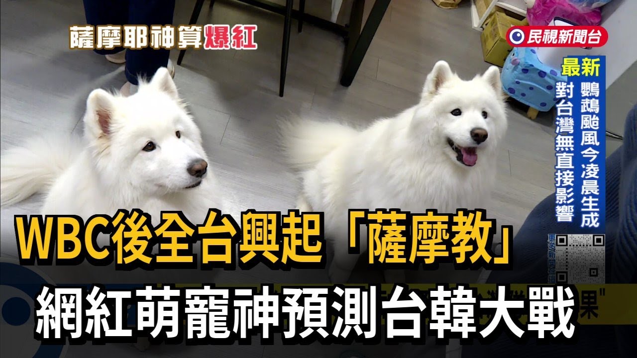 經典神犬！ 神準預測台灣隊四戰結果 網路興起「薩摩教」－民視台語新聞