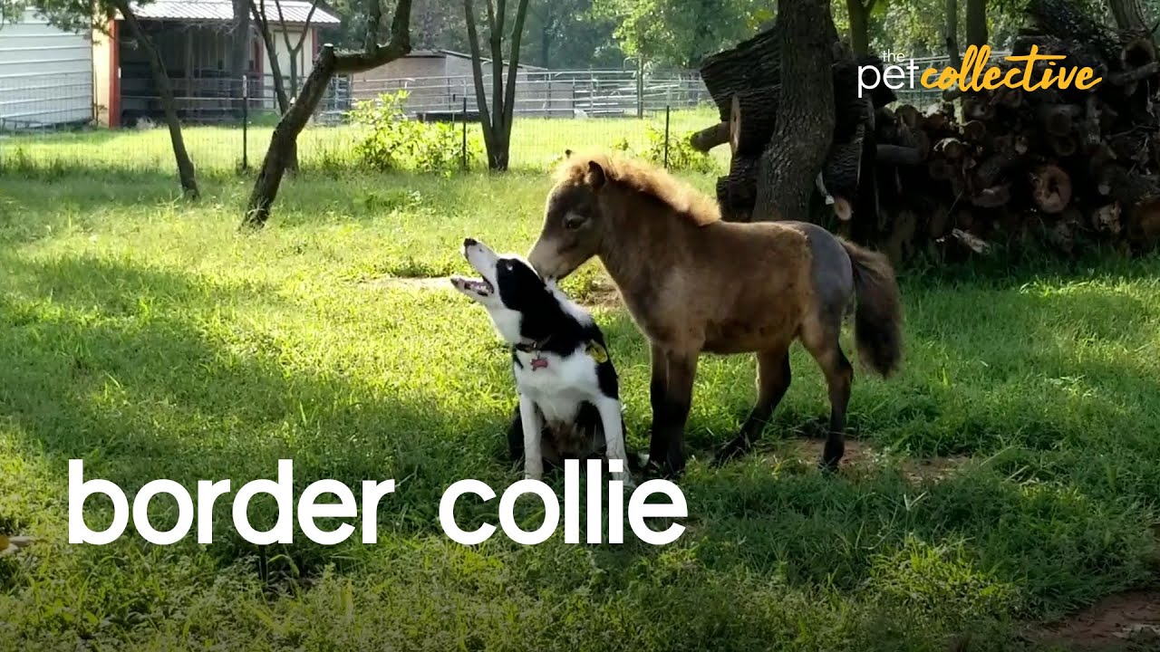 Beautiful Border Collies