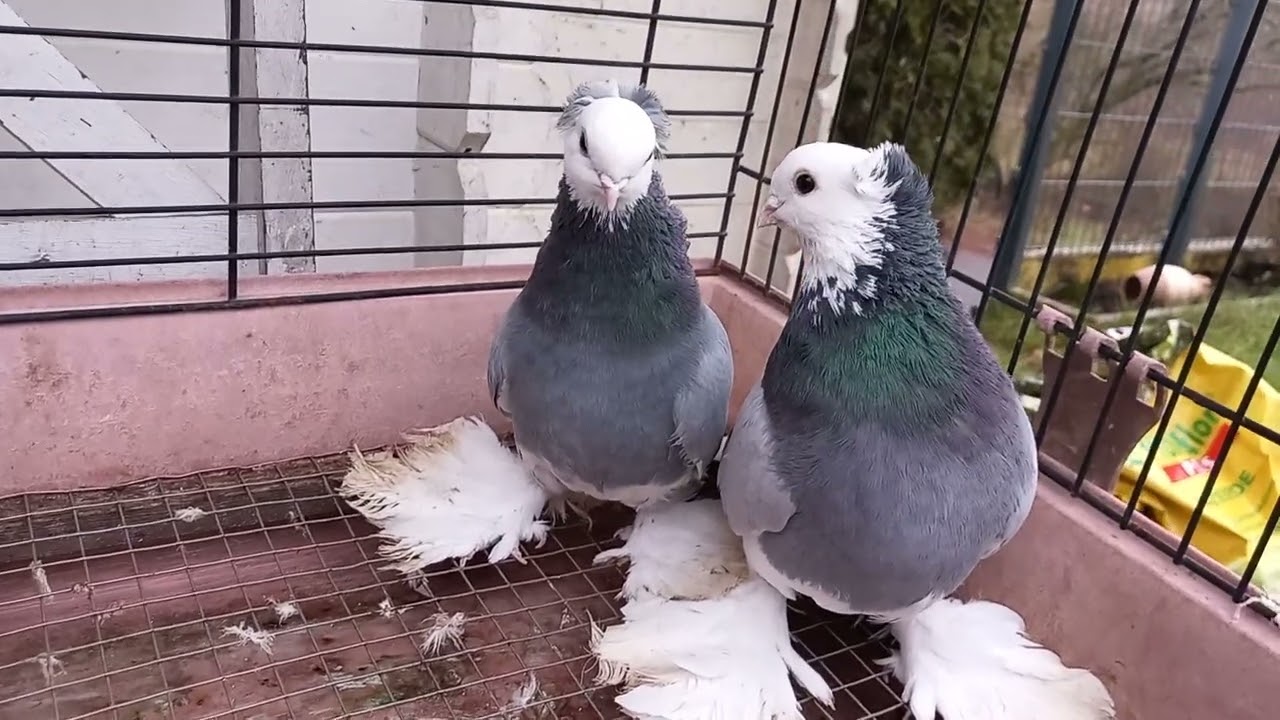 Одна из любимых мастей...................... Чубатые - Белоголовые красавцы 😍🕊🕊🕊