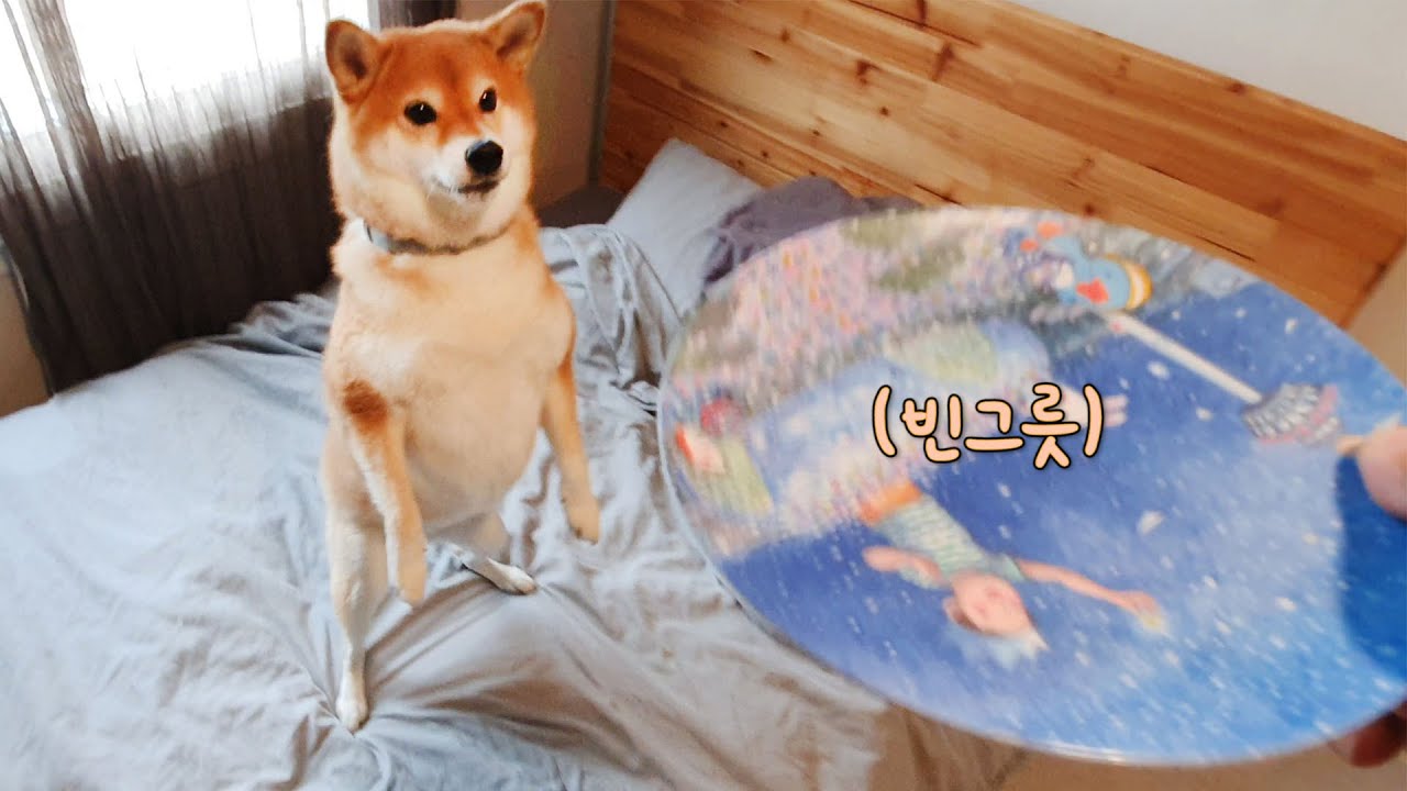 밥주는척 하고 빈그릇만 주니 강아지 반응이.. ㅋㅋ