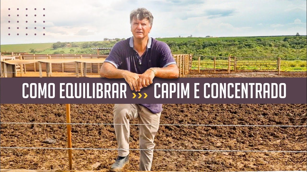 DESAFIOS DO CONFINAMENTO NA ÉPOCA DAS CHUVAS: COMO EQUILIBRAR CAPIM E CONCENTRADO