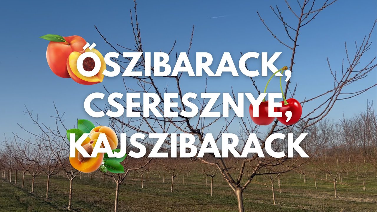 2 éves Őszibarack, Cseresznye, Kajszi tavaszi metszése 🌳✂️