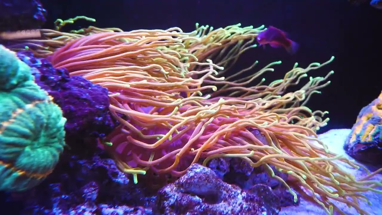 Reef Lounge: Your 1-Stop Shop for everything Reefing!