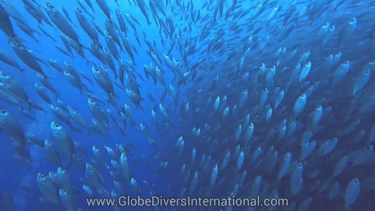 Baitball in Keauhou Bay
