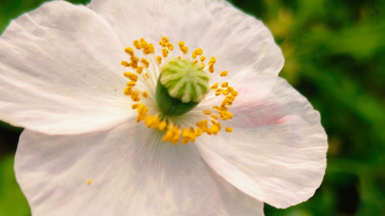 Amazing flower blooming 🌸🌸 || Gach lagan Pran bachan | flower |nursery flower