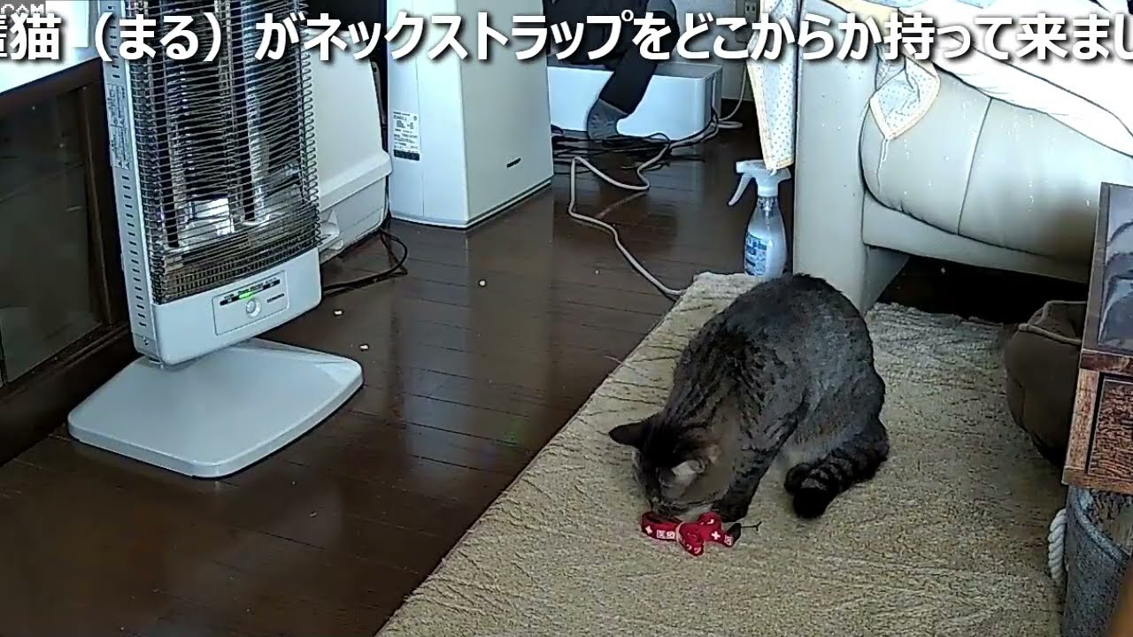 ペットカメラで飼い猫を撮ってみた。