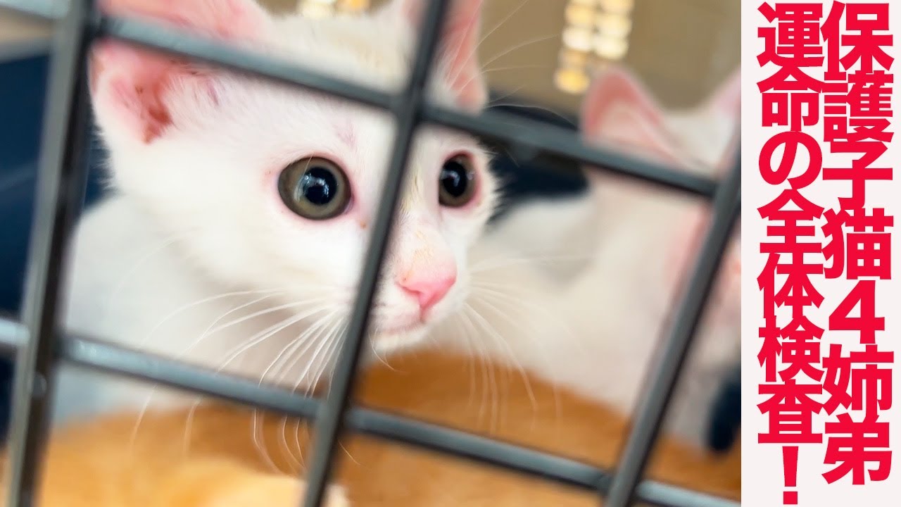 保護子猫4姉弟、運命の全体検査に挑む