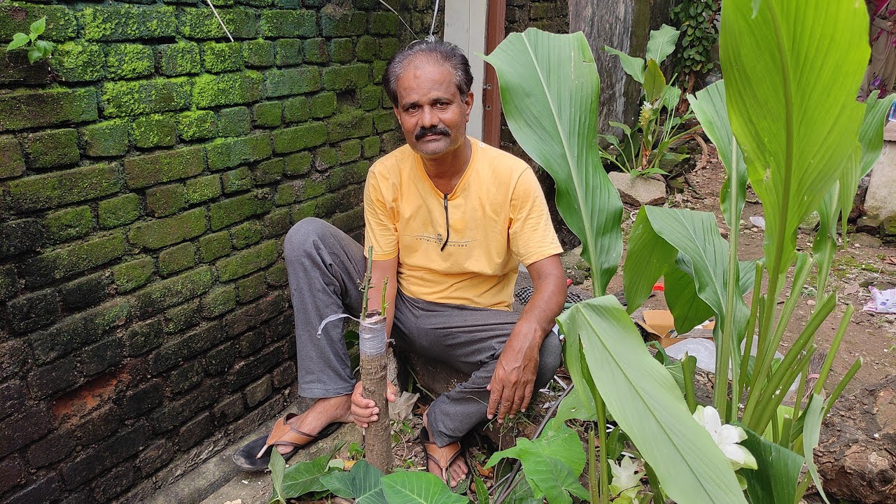 5 year's old mango tree bark Grafting /५ साल के आम के पेड़ पर छाल कलम कैसे करे