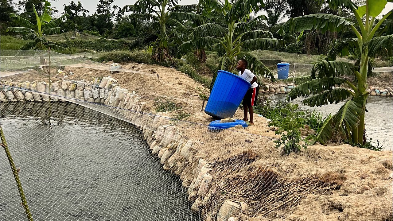 How to setup a catfish farm for success