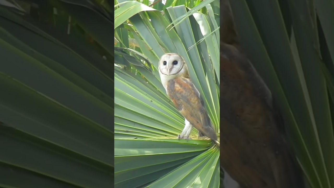 Barn Owl #photography #shorts #wildlife #cambodia #birdwatching #bird