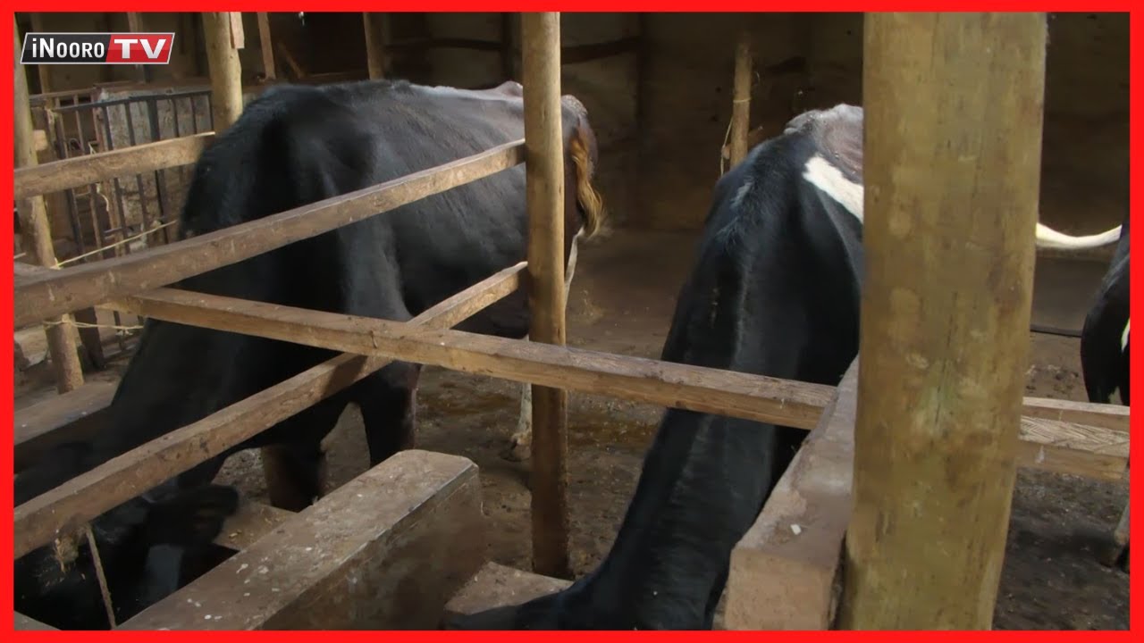Ũrĩmi wa Ng’ombe cia iria na ũthondeki wa sĩlage Kimbimbi, Kirinyaga #MũgamboWaMũrĩmi part 1