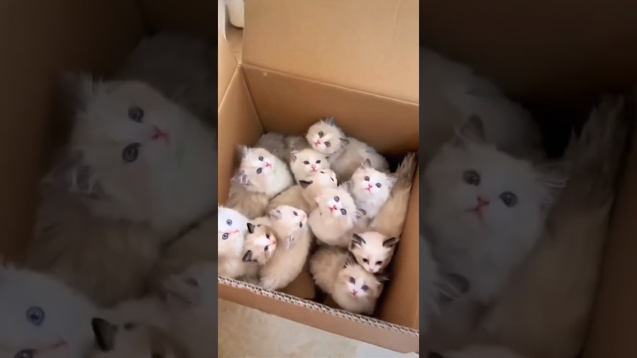 Pyari-Pyari Billiyan Cute Cats #Pyari_Pyari_Billiya #CuteCat