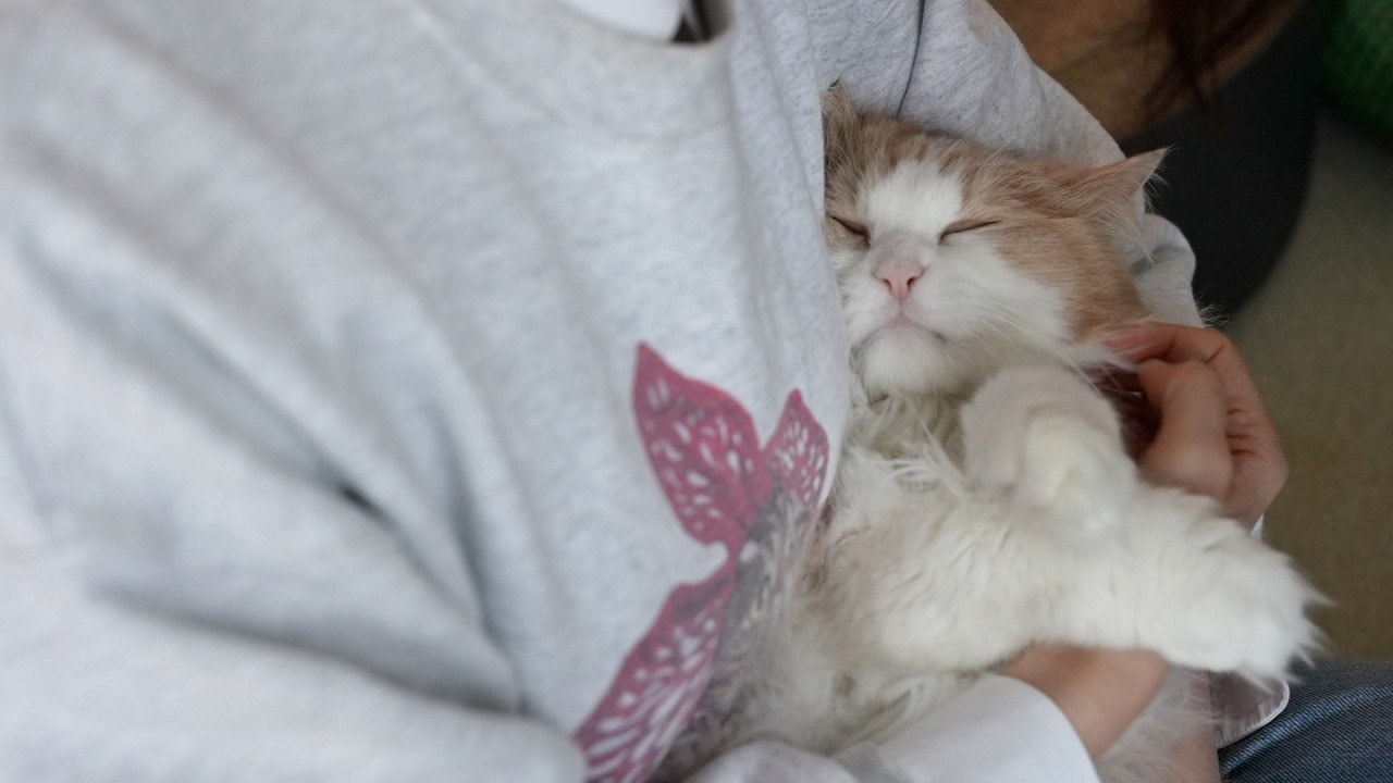예뻐해주면 좋아서 침 흘리는 고양이 디디