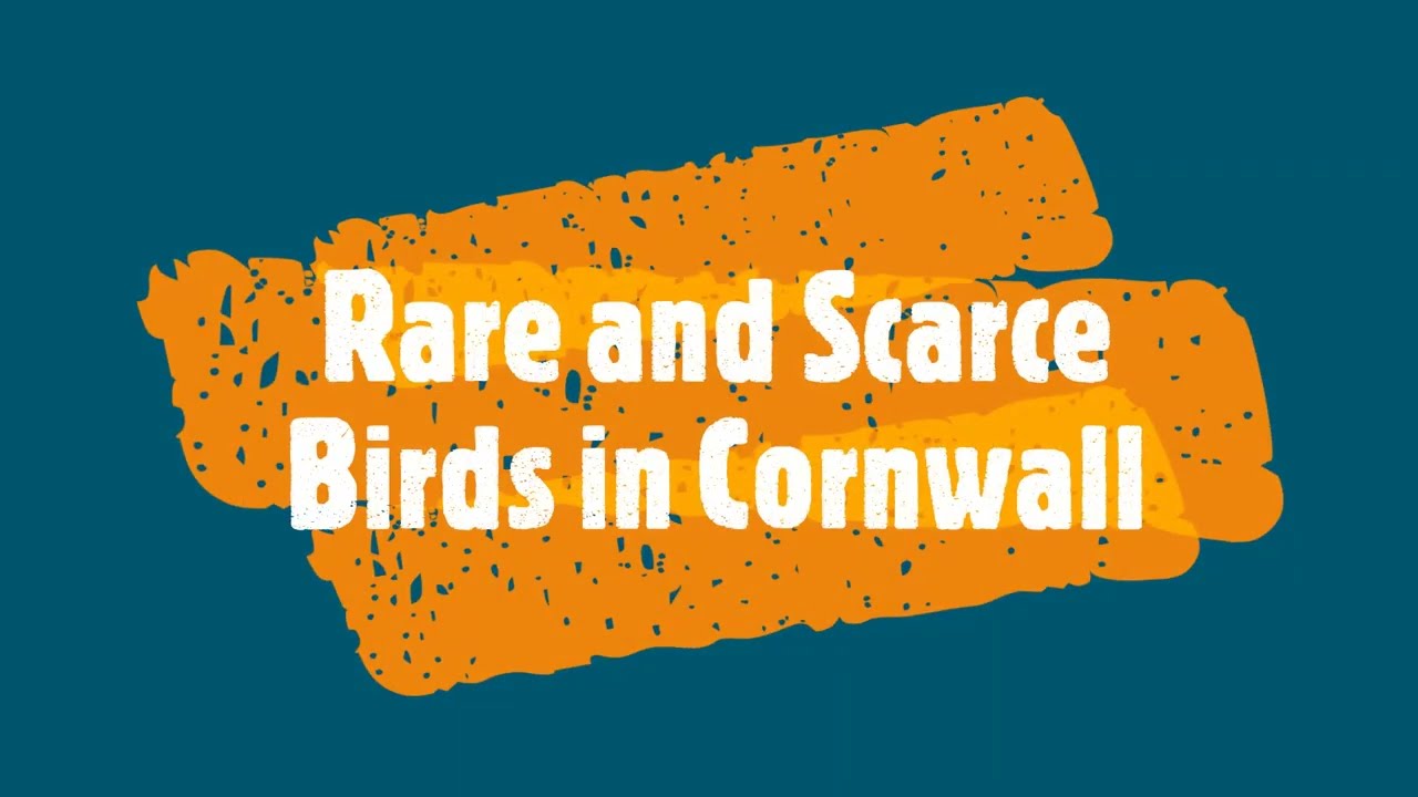 Rare and Scarce Birds in Cornwall