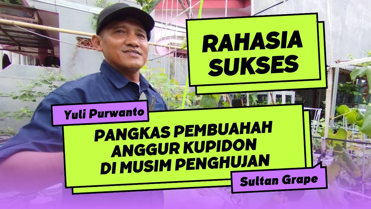 Pangkas Pembuahan Anggur Di Musim Penghujan, Bebas Jamur dan Penyakit