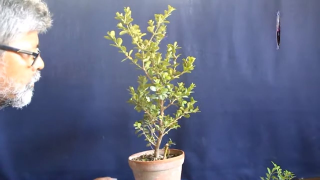 How to Make Bonsai (Episode 1), कैसे बनाये बोन्साई? Be the Creator, July'19
