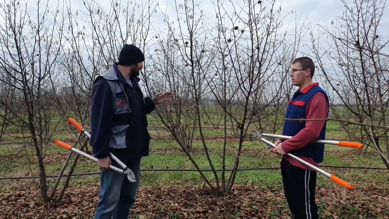 Pruning hazelnut in a high-density orchard, Rezidba lješnika u gustom sklopu