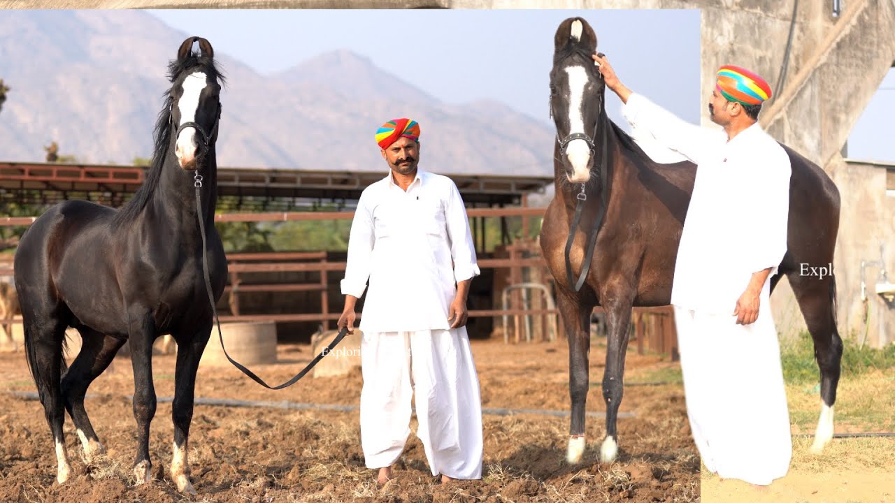 Goga ji Stud Farm .राज_रत्नाकर की शानदार घोड़ी 