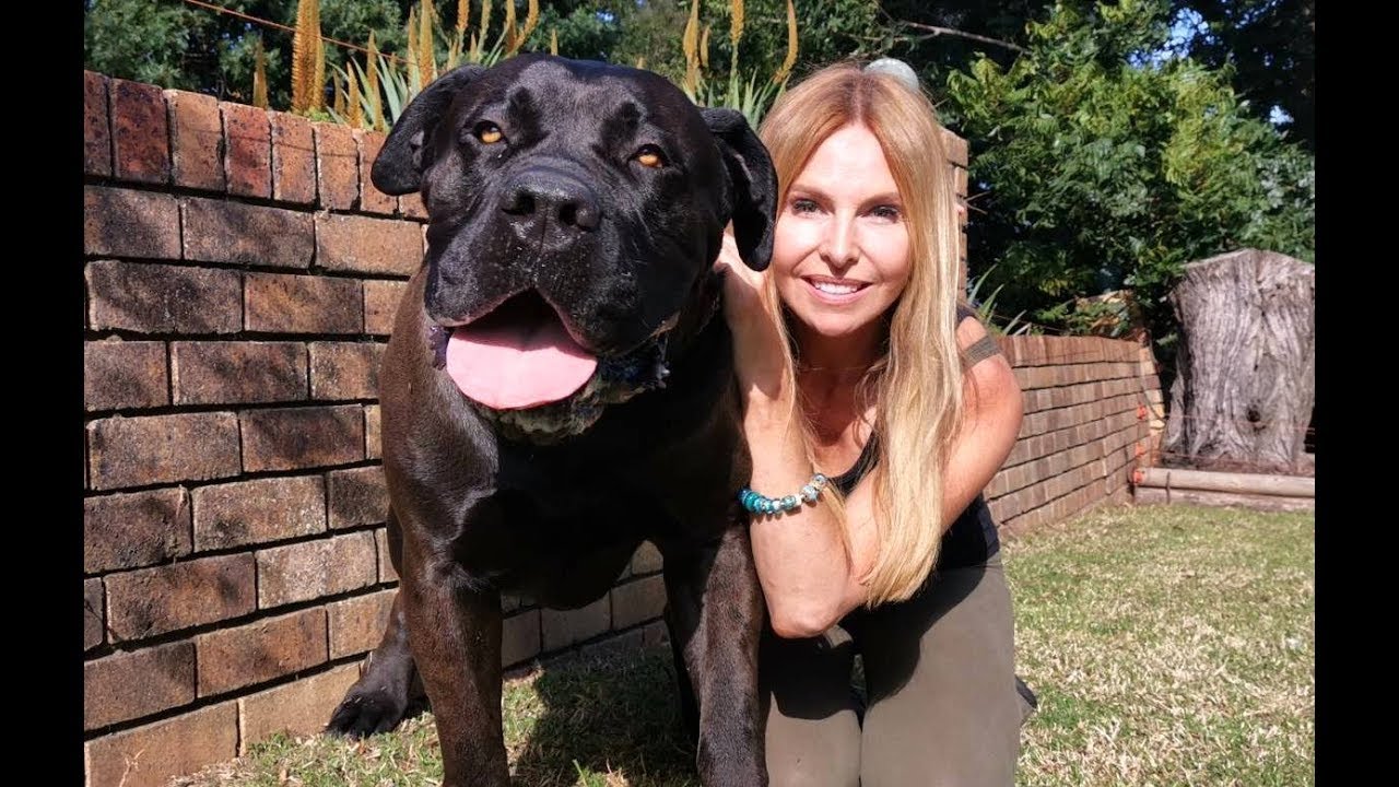 THE BOERBOEL LION DOG - MOST POWERFUL MASTIFF IN SOUTH AFRICA