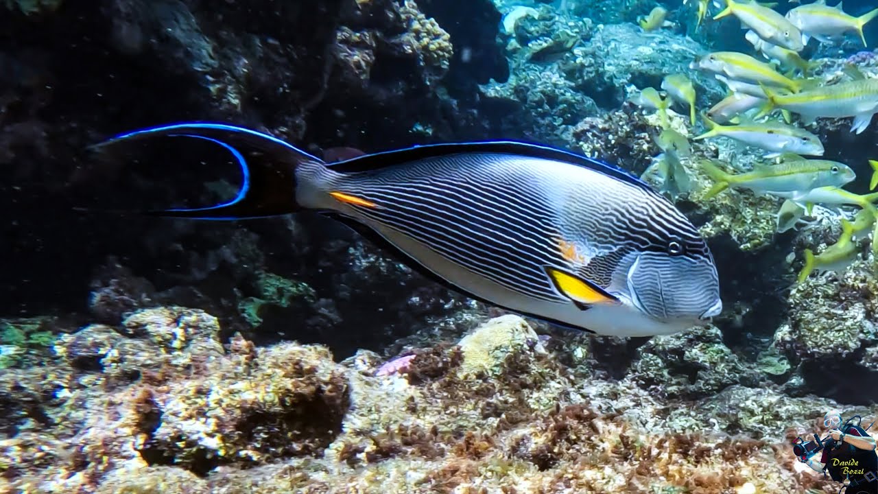 Red Sea. Marsa Alam 2023. Dive at House Reef South of the Blend Elphistone Resort (23 May 2023) (4K)