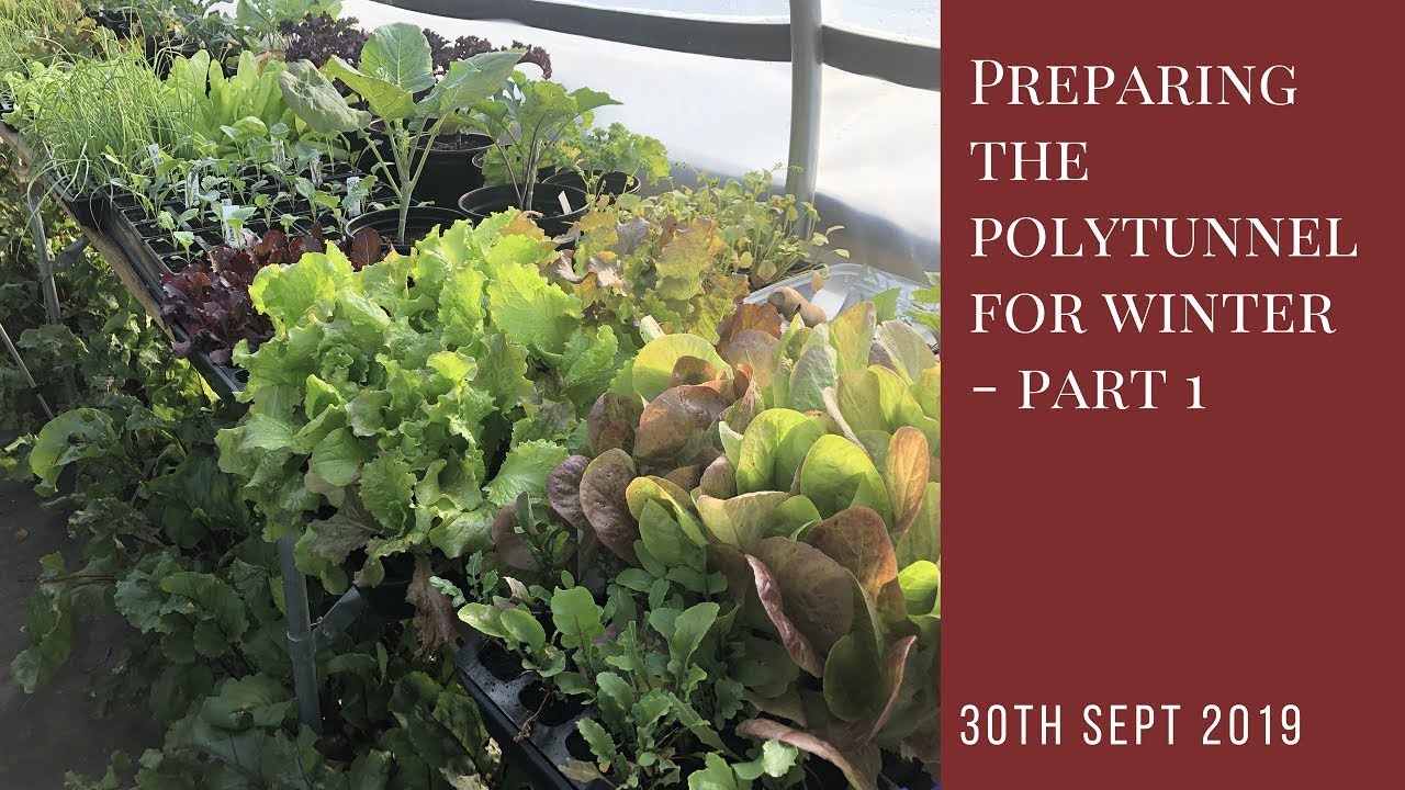Preparing the polytunnel for winter - Part 1 - clearing and bed preparation