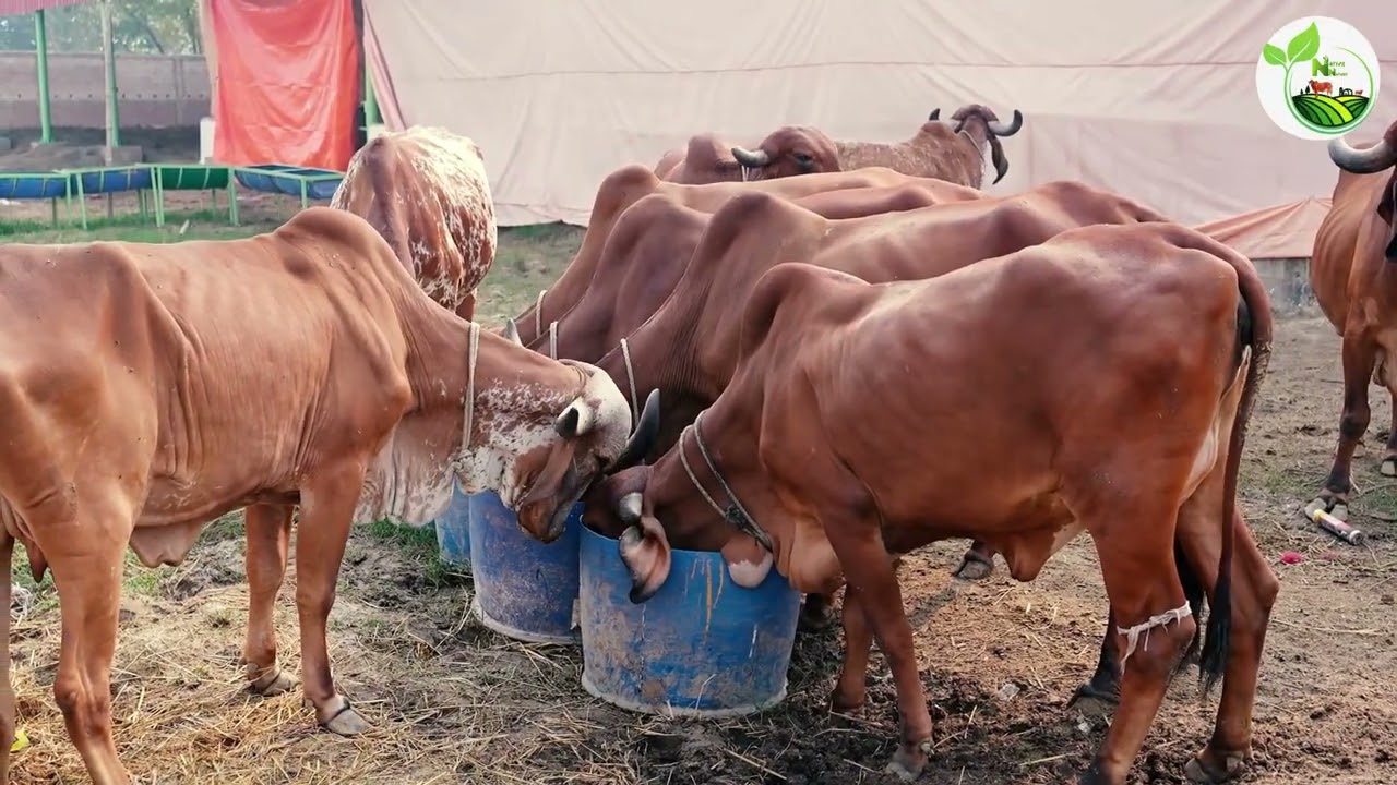 Native Nature Farm Video