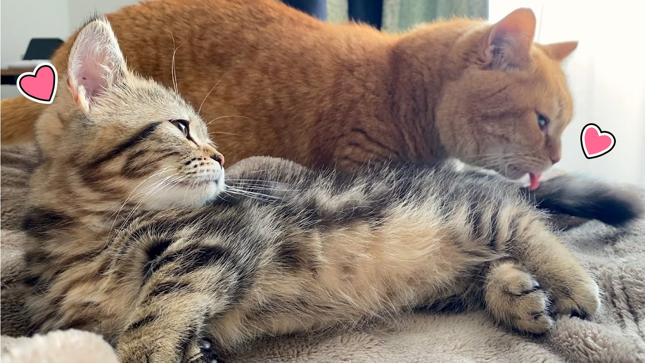 【感動】初めて子猫と朝まで寝たら愛情が芽生えました！