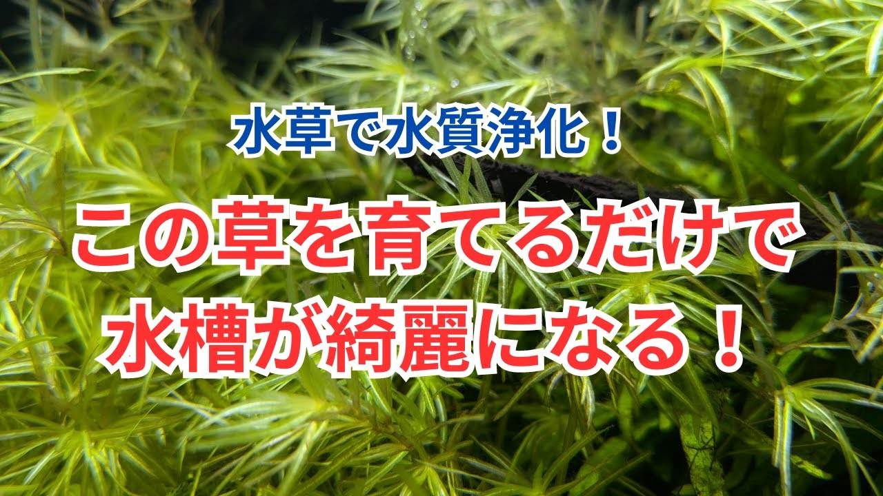 【水草で水質浄化】水槽を綺麗にするおすすめの水草をご紹介します！