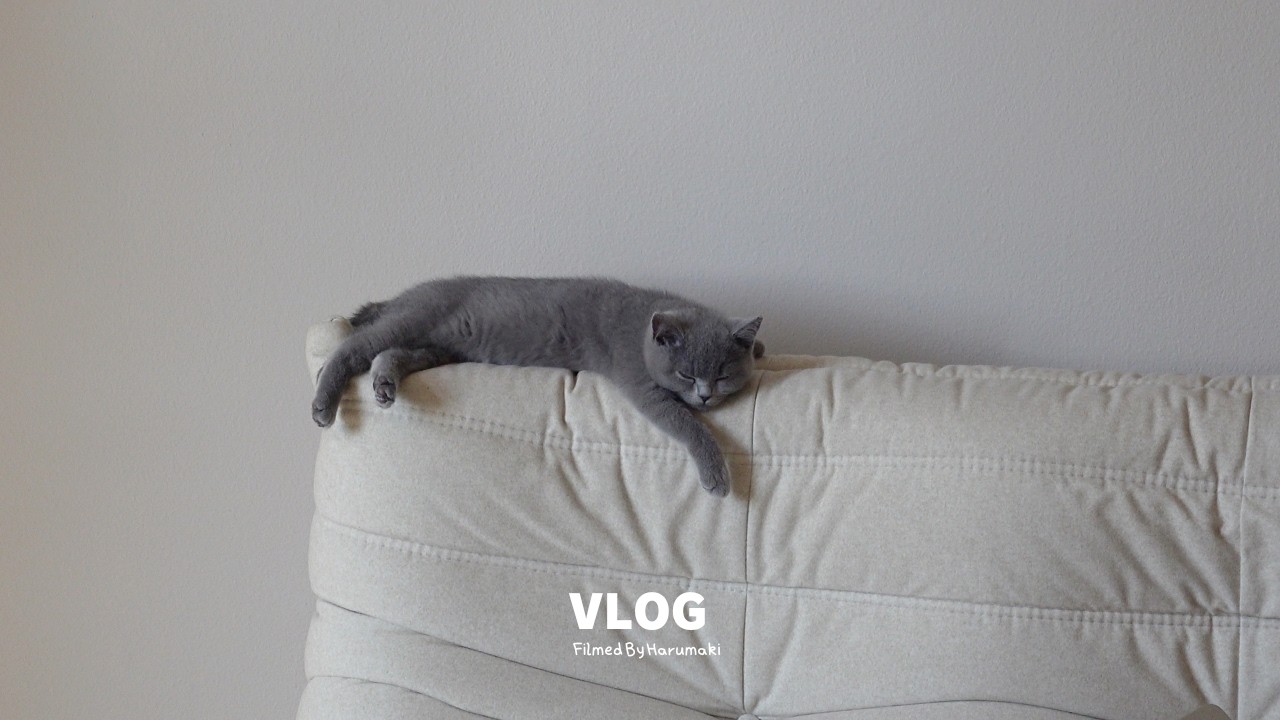 vlog) 子猫と暮らす部屋