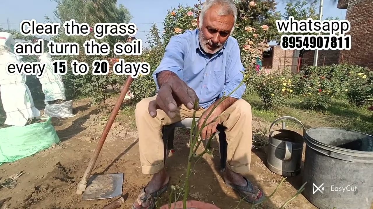 Right way to pot your plants | पौधों को लगाने की सही विधि रोहित टंडन द्वारा | Pushpanjali Rosery