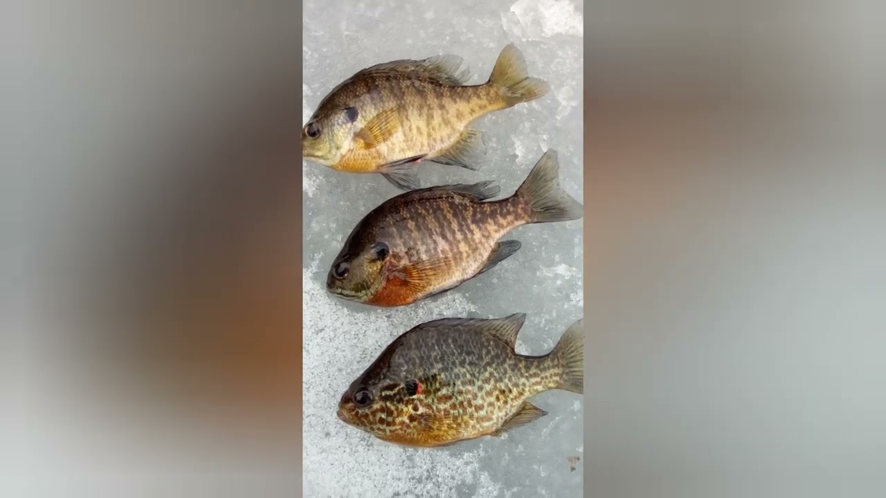 Water on top of the ice!!! Slushy ice fishing! @thefrugalhousewife2020