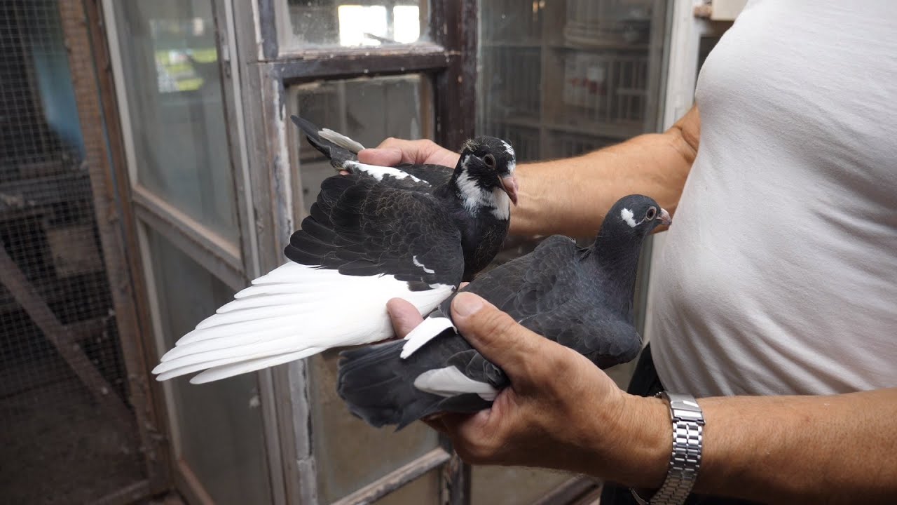 Gołebie fabry Młodziki ostatnie z gołębnika