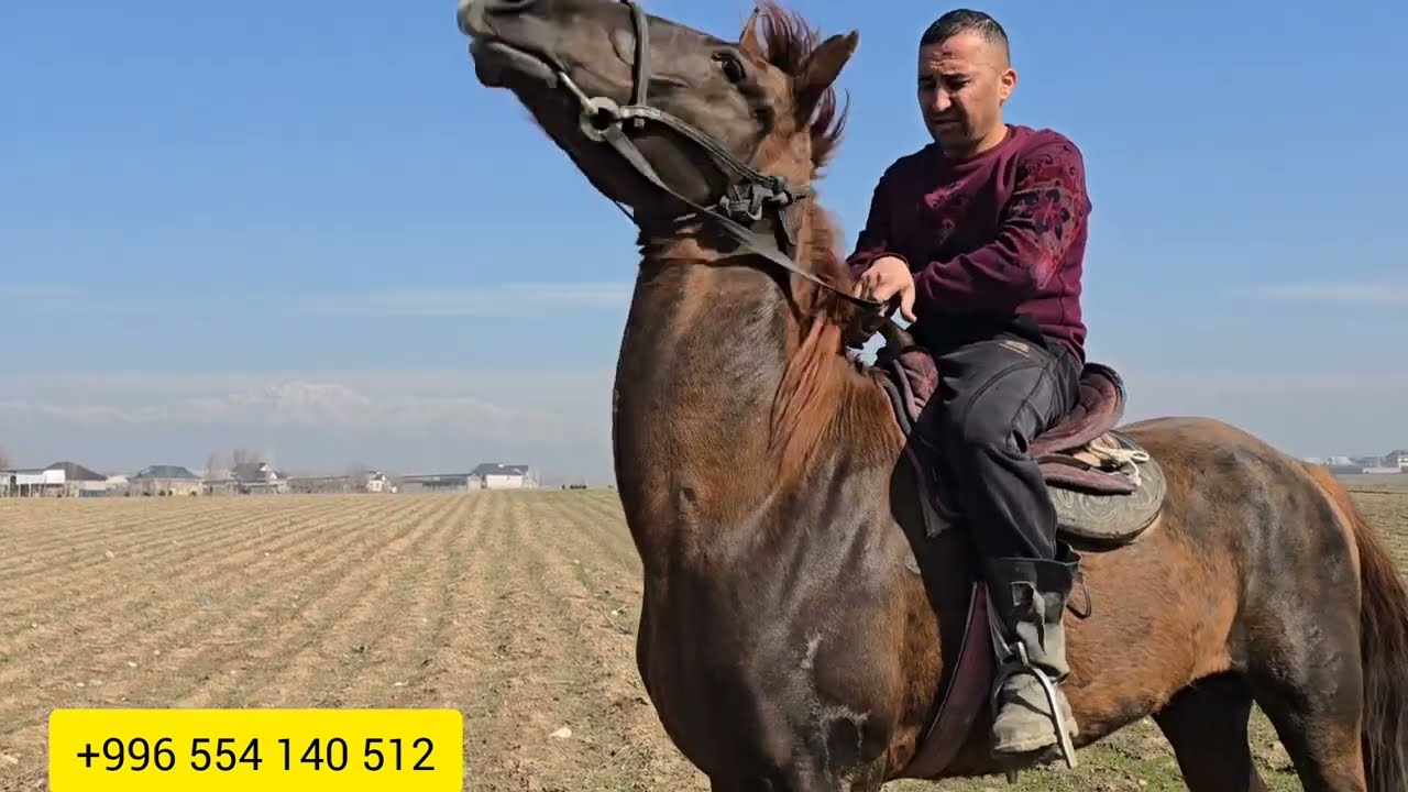 Сатылды чалмай жок тугандар