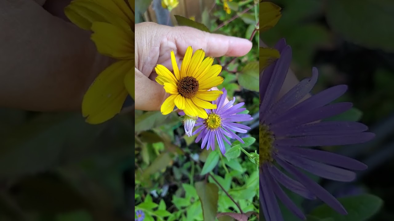 Plant of the day: Aster 