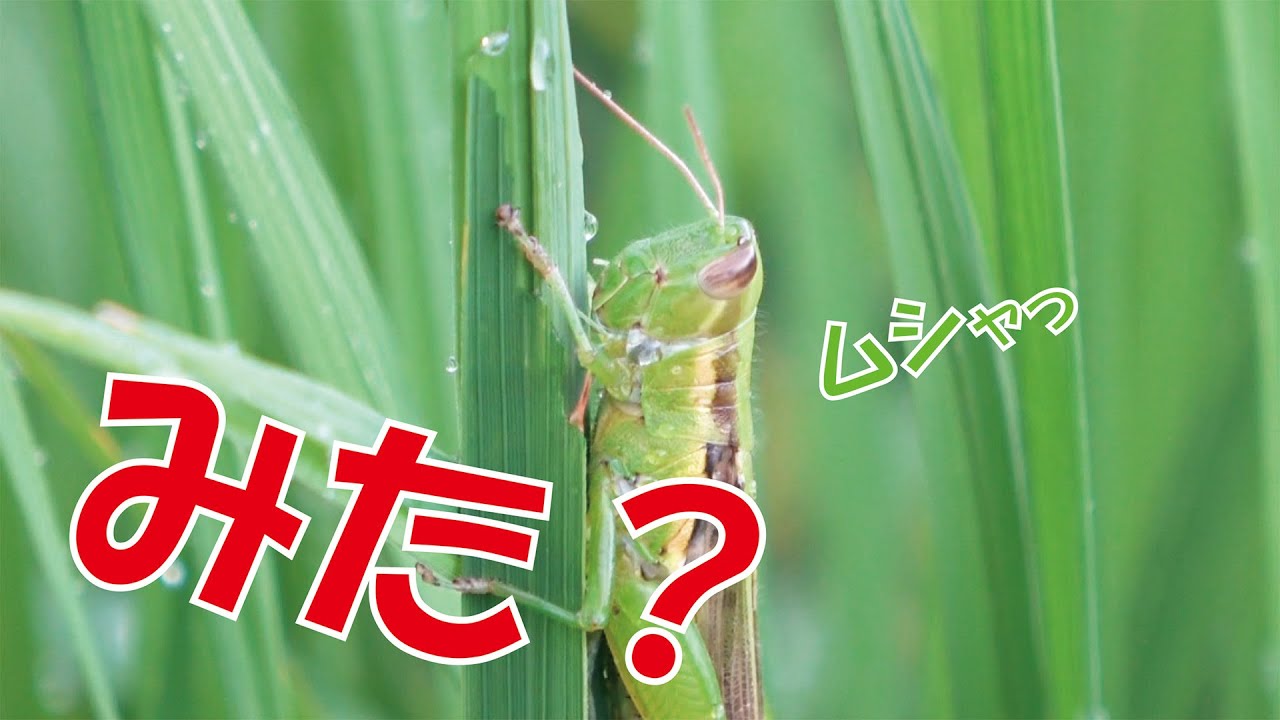 雨の日に田んぼで稲【徳ばん】のお米について語ったら、バッタ被害の状況を報告！