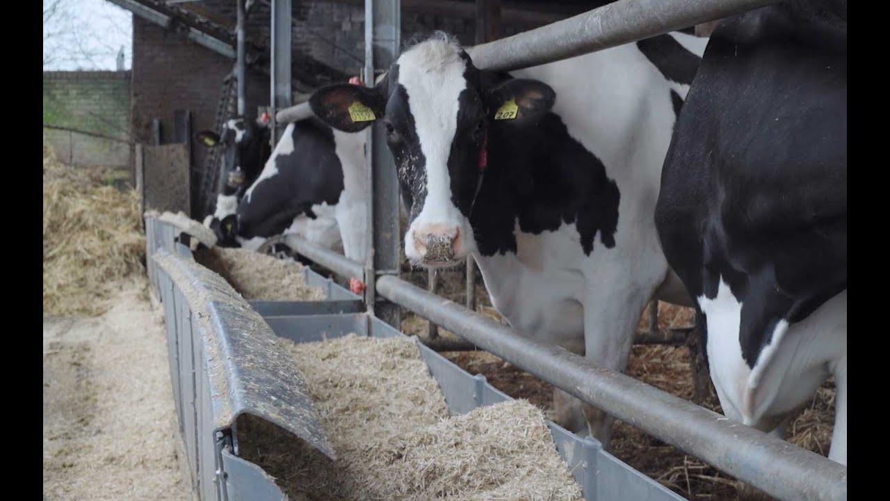 The impact of different trace mineral sources on rumen function and gut wall integrity