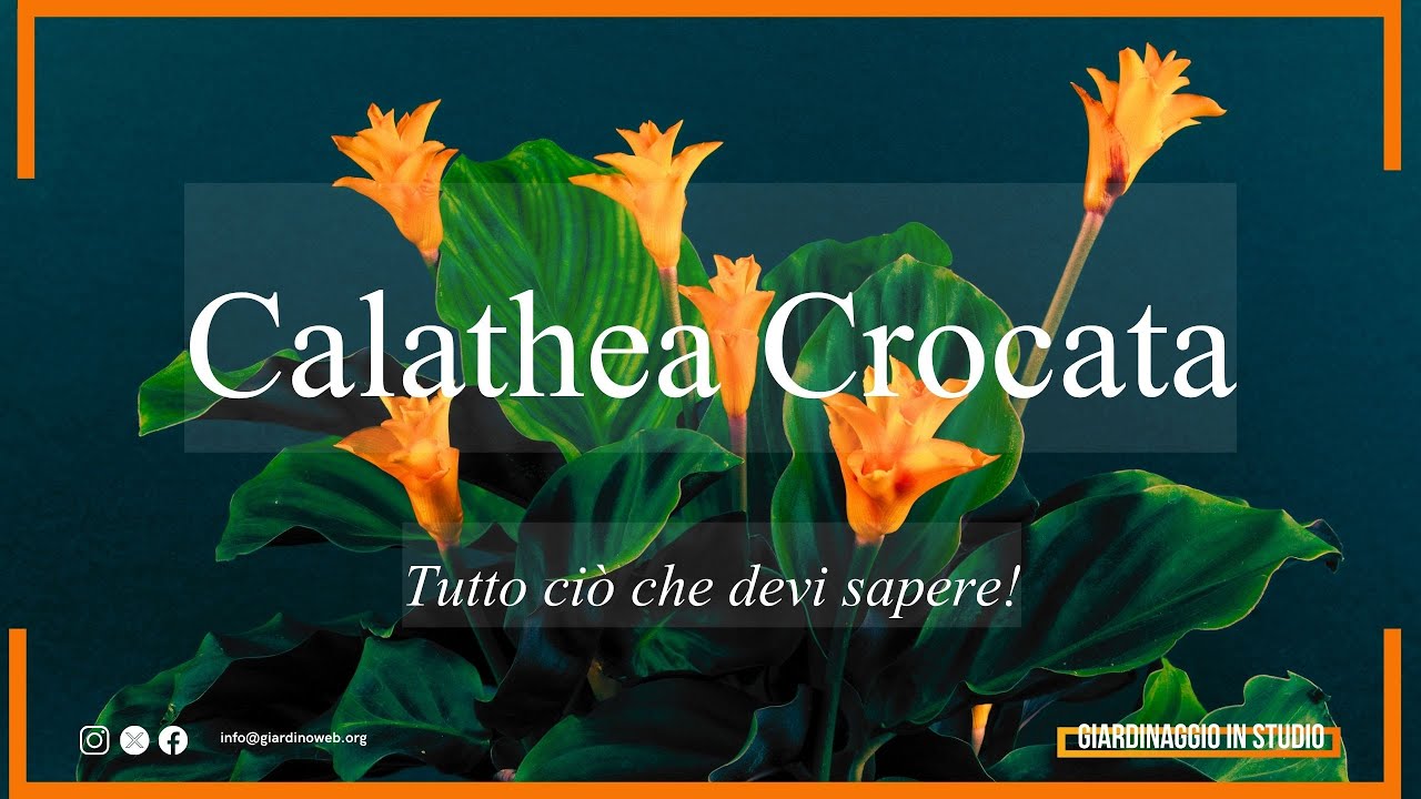 Calathea Crocata: tutto ciò che devi sapere!