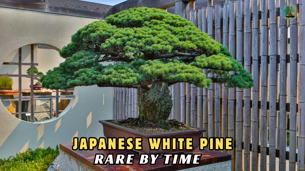 Japanese White Pine Bonsai | Rare by Time, Not Trend