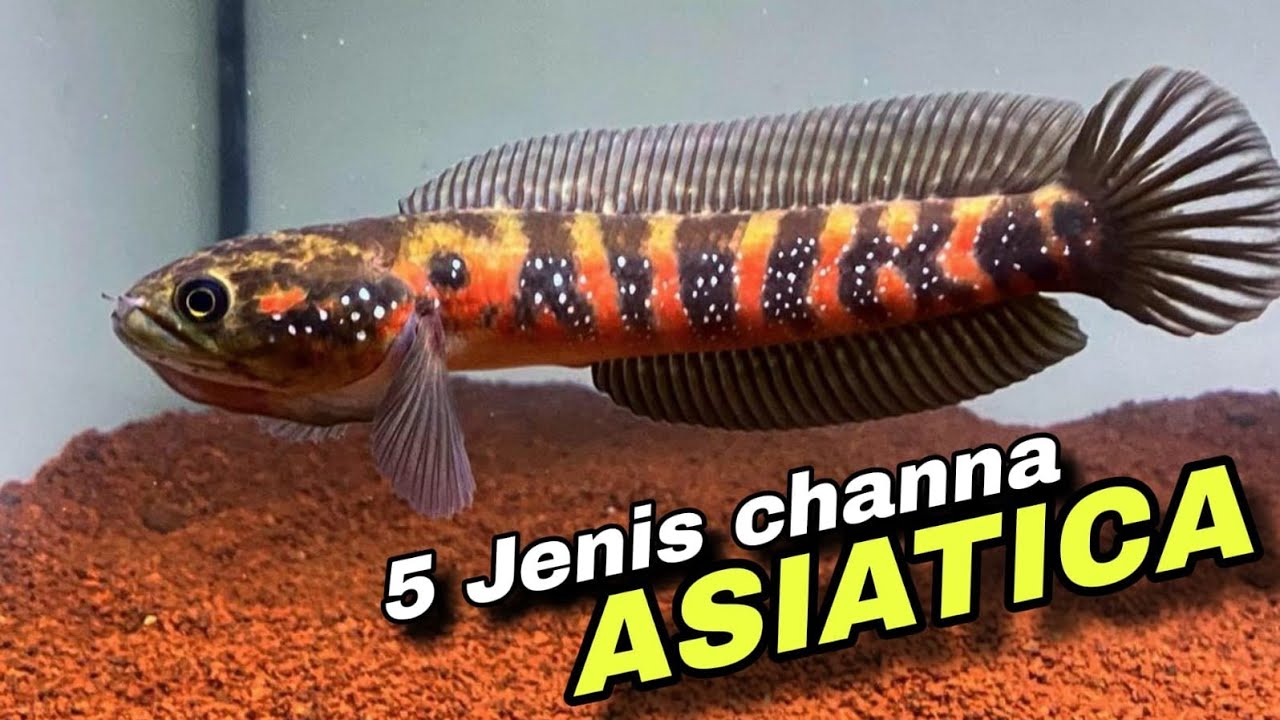 5 JENIS CHANNA ASIATICA || PEMULA WAJIB TAU