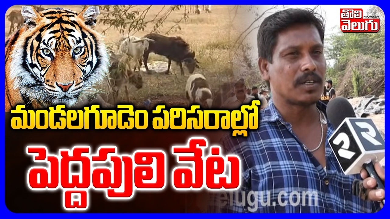 Tiger At**tack on  Cow |  మండలగూడెం పరిసరాల్లో పెద్దపులి వేట | Warangal | #Tolivelugu