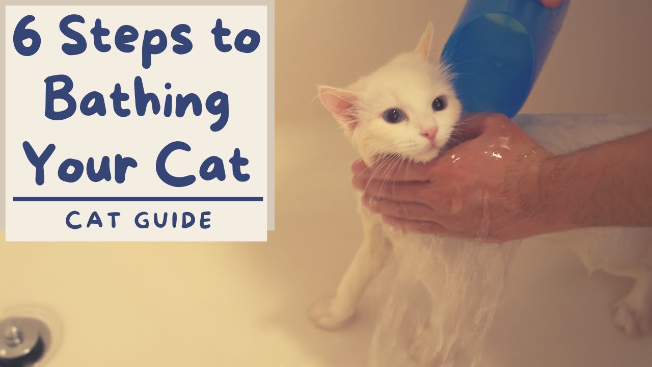 How to Bathe your Cat that Hates Water (6 Step Tutorial) | The Cat Butler